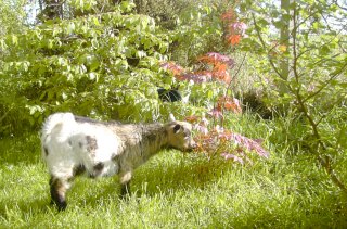 Au jardin avec les animaux