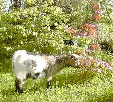 La biquette ou les petits agneaux au biberon